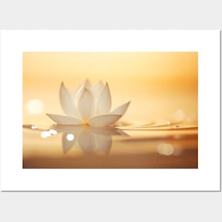 Lotus Flower Petal Nature Serene Calm Posters and Art